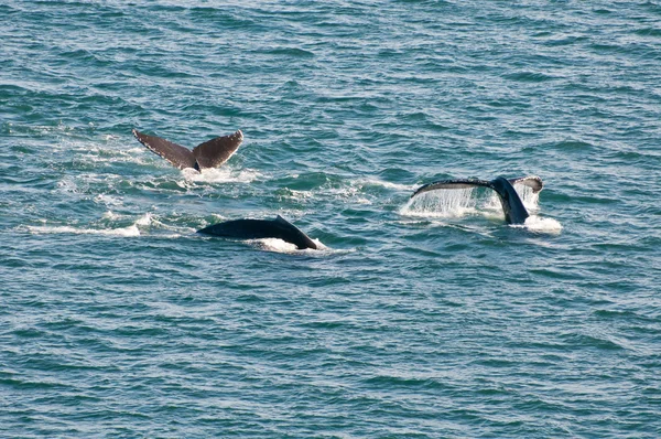 Rompiendo ballenas jorobadas — Foto de Stock