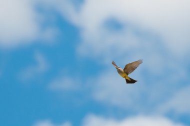 yükselen grey yellowthroat taç giydi.