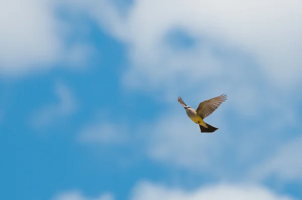 Cinzento voador coroado de garganta amarela — Fotografia de Stock