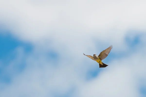 Gri taç yellowthroat — Stok fotoğraf