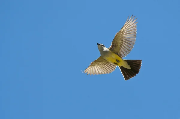 Low shot of grey crowned yellowthroad — Stock Photo, Image
