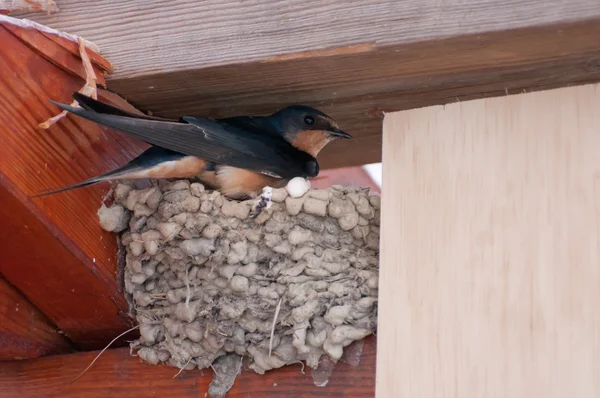Bird incubating at nest — Stock Photo, Image