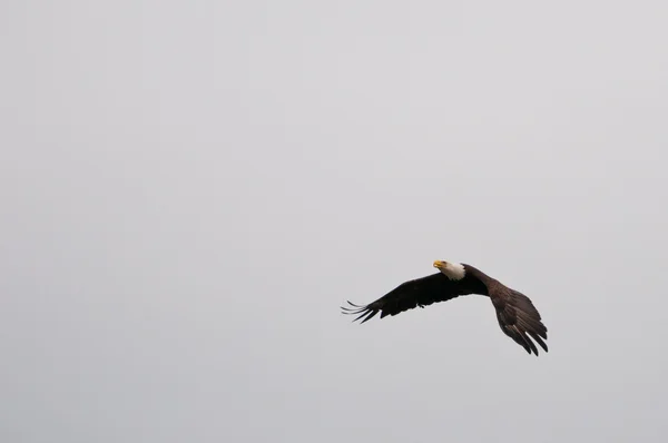 Aquila calva volante — Foto Stock