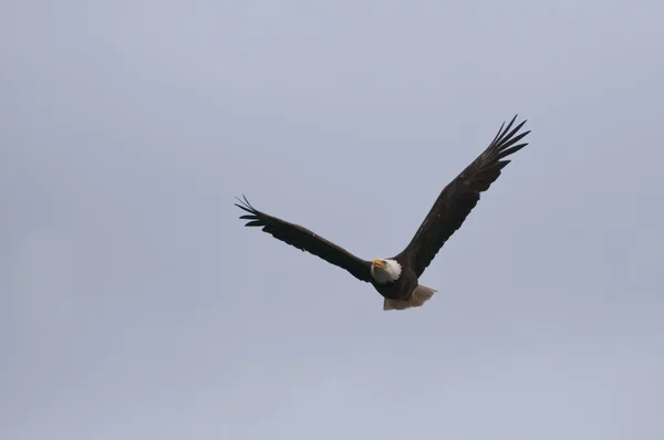 Vulturul sălbatic pe cer — Fotografie, imagine de stoc