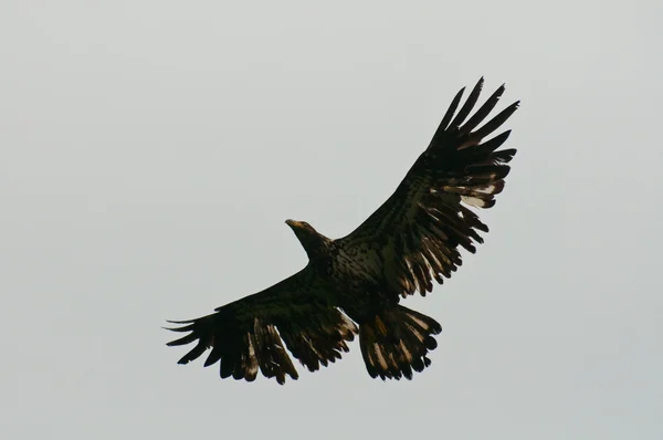 Vulturul chel juvenil care zboară — Fotografie, imagine de stoc