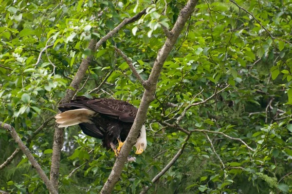 Bald eagle feeding — Stock Photo, Image