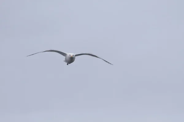 Vista frontal da gaivota — Fotografia de Stock