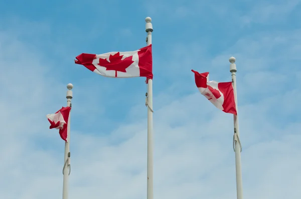 stock image Canadian flags