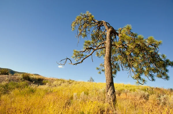 stock image Majestic tree with blue sky