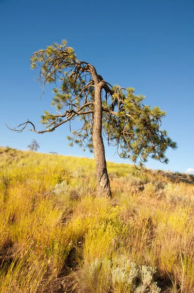 Stare drzewo i suszone trawy — Zdjęcie stockowe