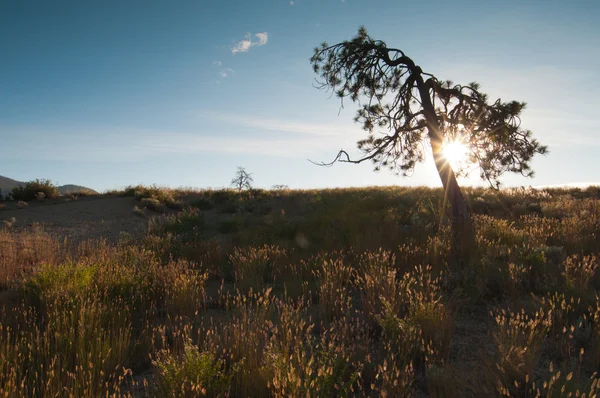 Manhã sol atrás da árvore — Fotografia de Stock