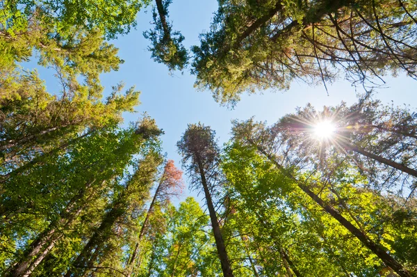 stock image Forest trees with sun burst