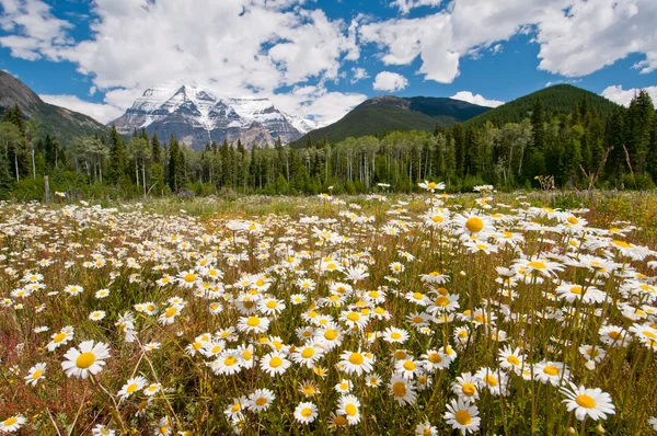 White daisies and Mount Robson — Stock Photo, Image