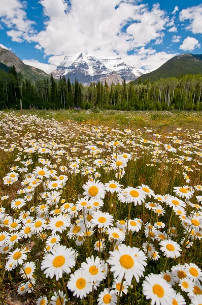 stock image White daisies in full bloom