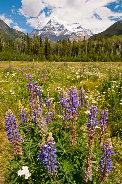 Flores púrpuras y majestuosa montaña nevada — Foto de Stock