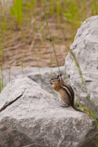 다람쥐 먹이 — 스톡 사진