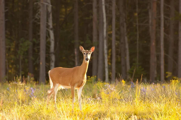 White-tailed deer — Stock Photo, Image