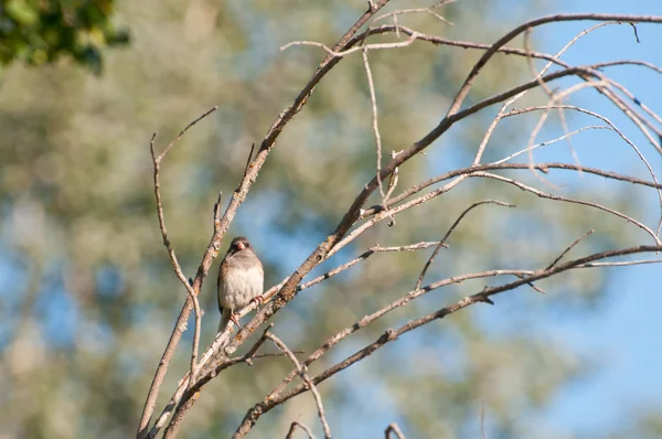 Uccello bruno su ramo — Foto Stock