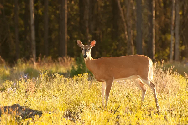 Wild white-tailed deer — Stock Photo, Image