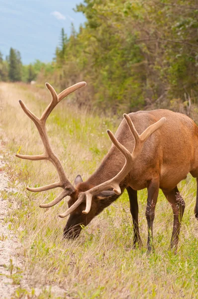 Elk krmení na trávě — Stock fotografie