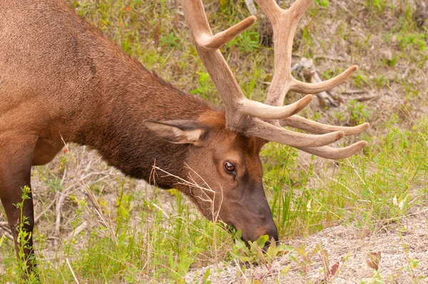 Portrét shot elk — Stock fotografie