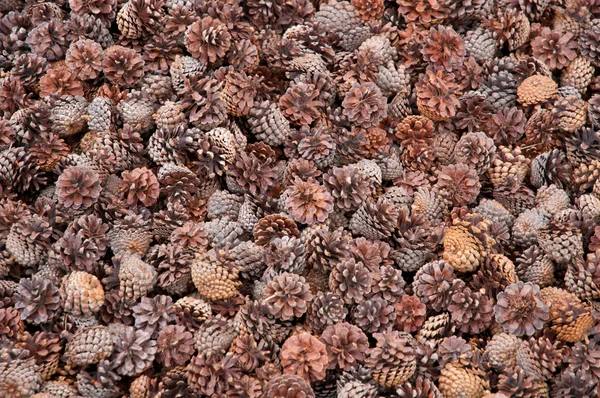 Closeup of pine cones — Stock Photo, Image