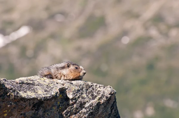 Marmot on rock — Stock Photo, Image