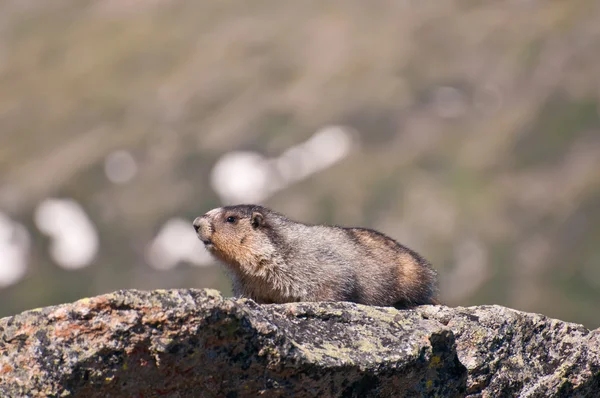 Closeup of marmot — Stock Photo, Image