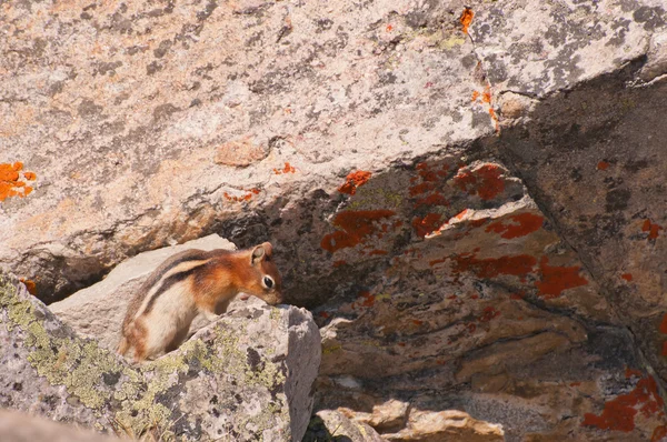 Streifenhörnchen auf Fels — Stockfoto