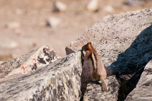신중한 다람쥐 — 스톡 사진