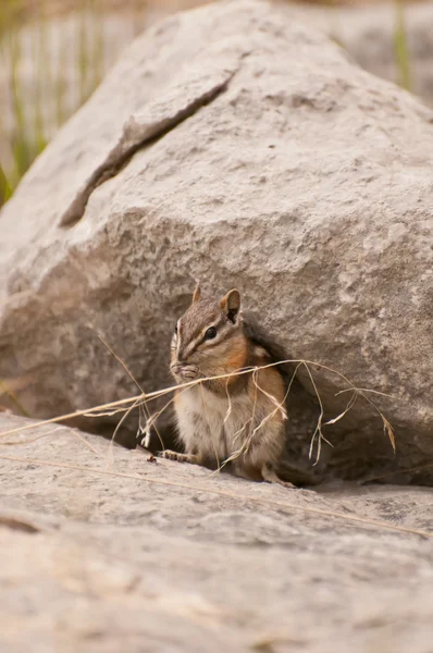먹을 것을 찾는 다람쥐 — 스톡 사진