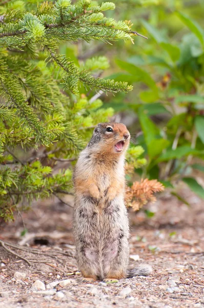Streifenhörnchen singen — Stockfoto