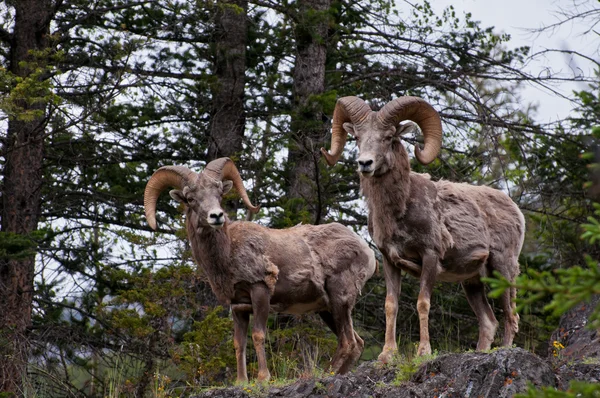 Bighorn sheeps — Stock Photo, Image
