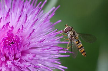 hoverfly profili