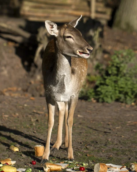 Fallow Deer (Dama Dama) — Stock Photo, Image