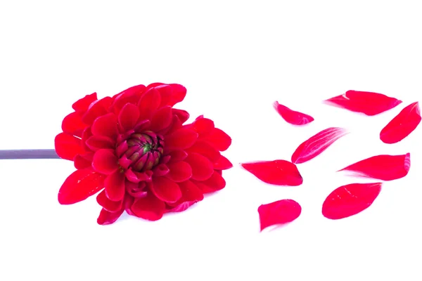 散乱の花びら (ピンク) — ストック写真