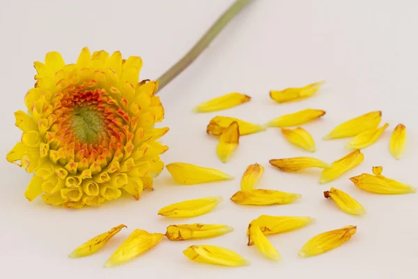 흩어진된 꽃잎 (노란색) 스톡 사진