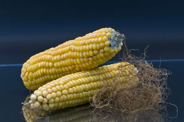 Two corn cobs lie together — Stock Photo, Image