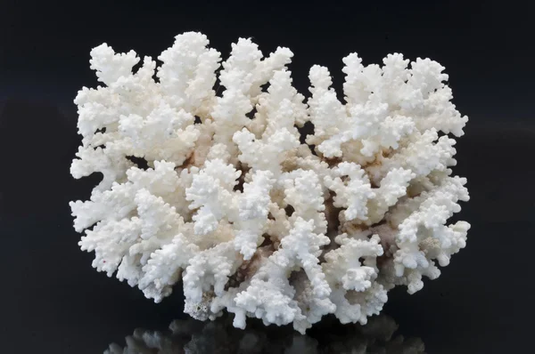 stock image A coral flower dried and hardened on dark background