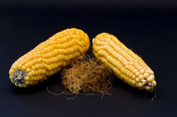Two corn cobs decorated with their own hair — Stock Photo, Image