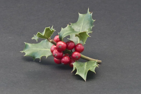 Holly s červenými plody na zdobení na Vánoce — Stock fotografie