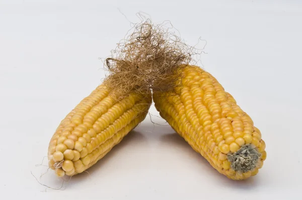 Two corn cobs decorated with their own hair — Stock Photo, Image