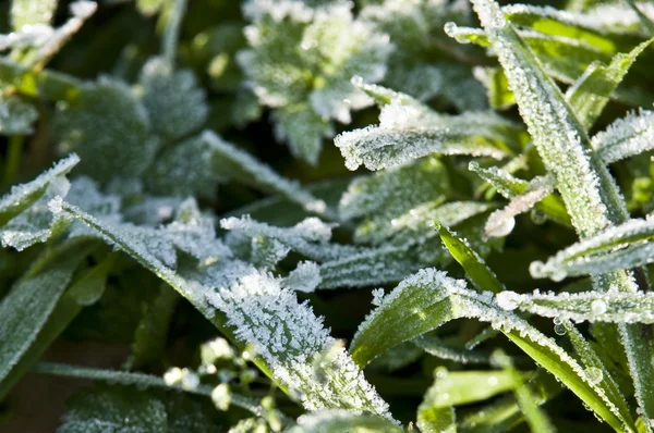 Stock image The grass in the cool icy morning in the meadow