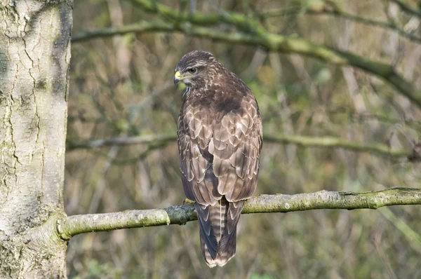 As a birdwatcher it is a pleasure to see a Eurasian buzzard — Stock Photo, Image