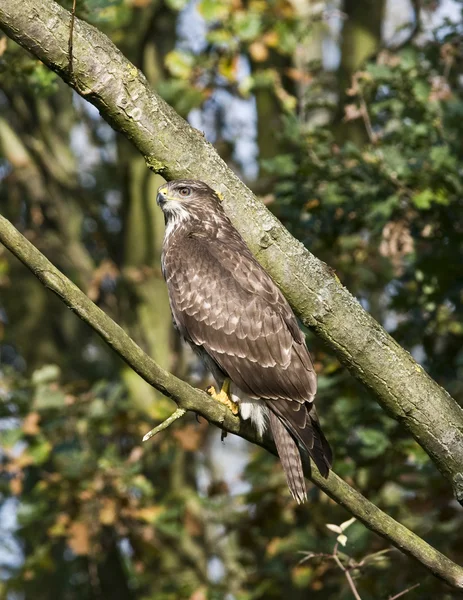 As a birdwatcher it is a pleasure to see a Eurasian buzzard — Stock Photo, Image