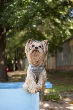 Yorkshire terrier standing on the board clipart