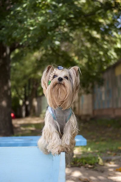 Yorkshire terrier standing on the board — Stock Photo, Image