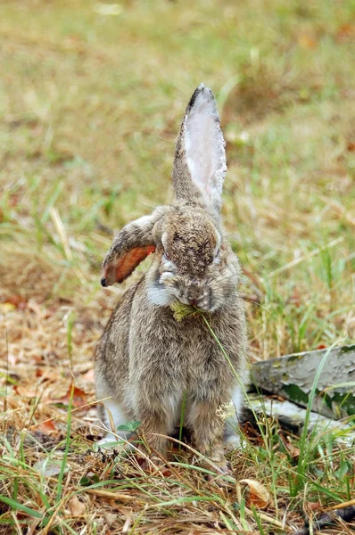 stock image Rabbit at autumn grass