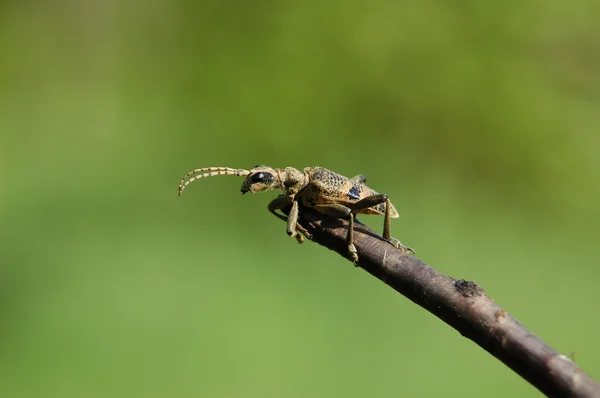Beetle on the branch — Stock Photo, Image