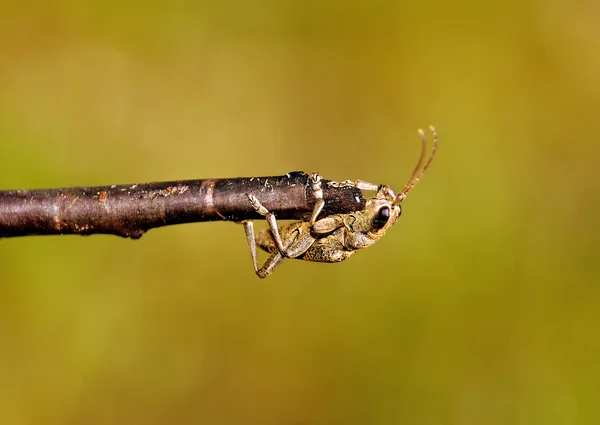Beetle on the branch — Stock Photo, Image
